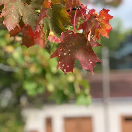 Palo